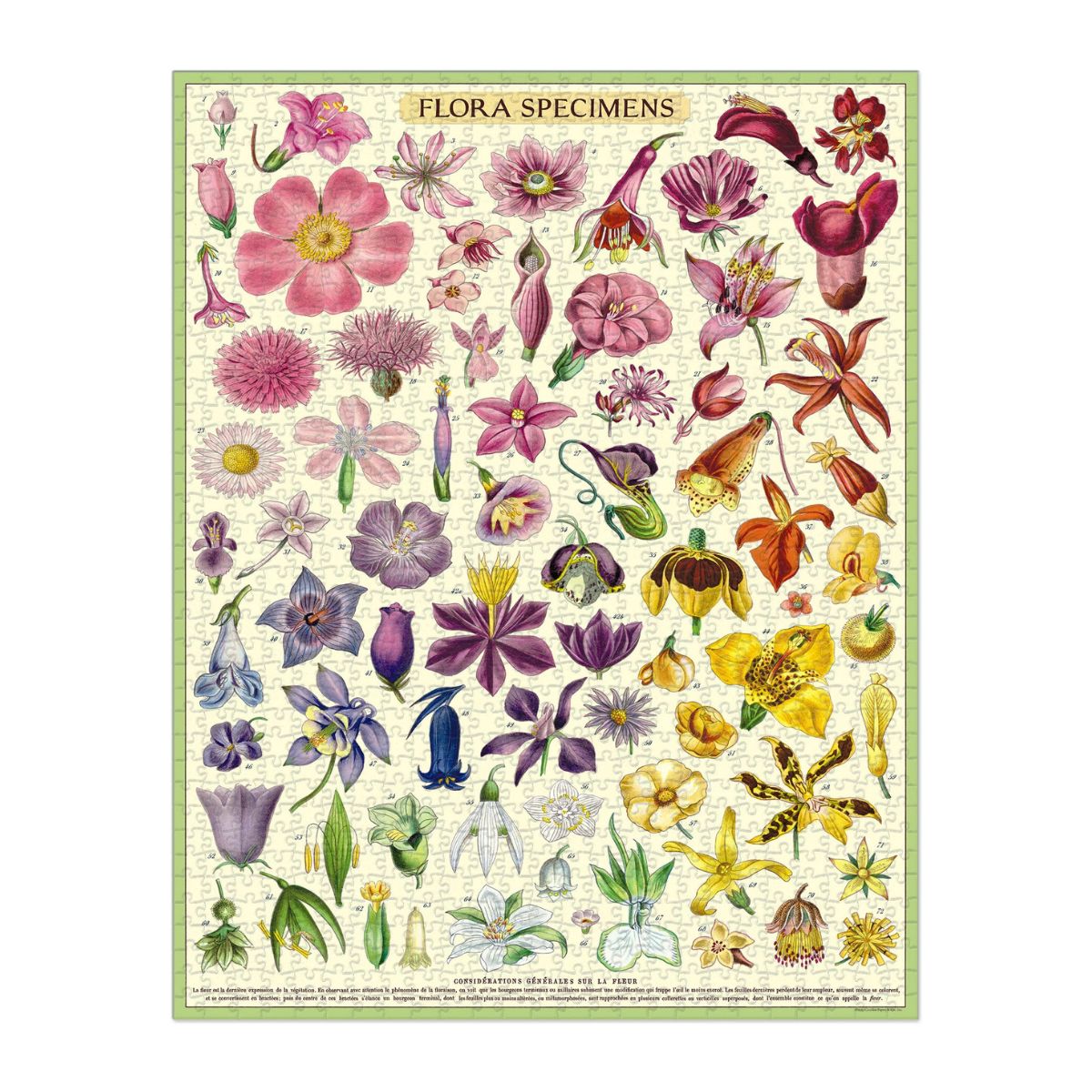 Cavallini & Co Flora Specimens Puzzle 1000 Piece
