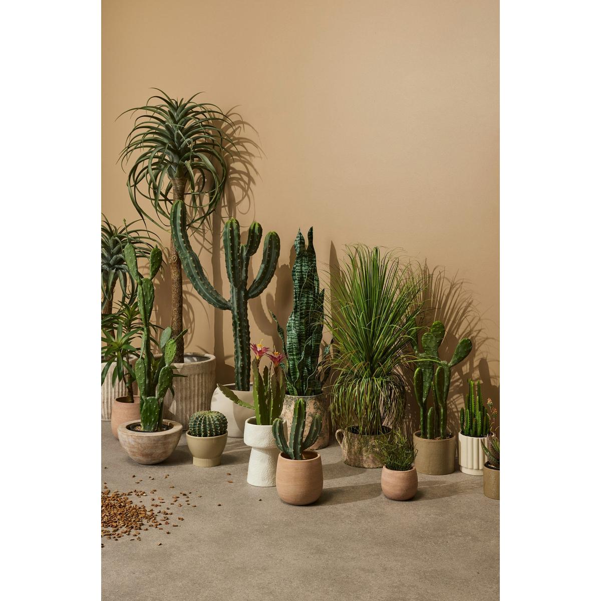 Rogue Dracaena Plant Green 64x51x51cm