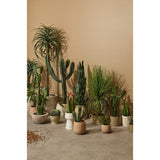 Rogue Dracaena Plant Green 64x51x51cm