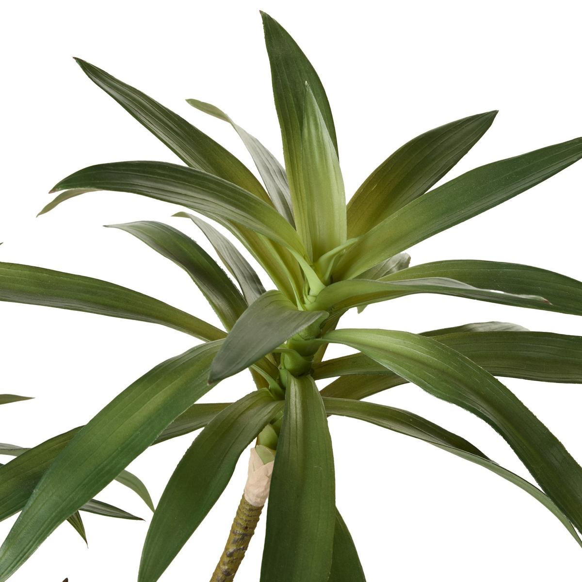 Rogue Dracaena Plant Green 64x51x51cm