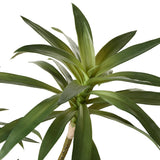 Rogue Dracaena Plant Green 64x51x51cm