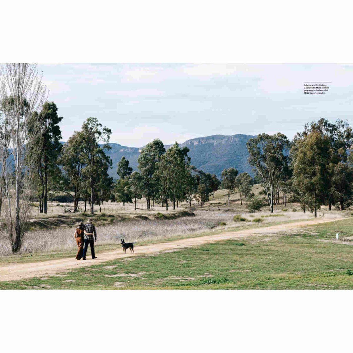 Country Dogs - Minimax