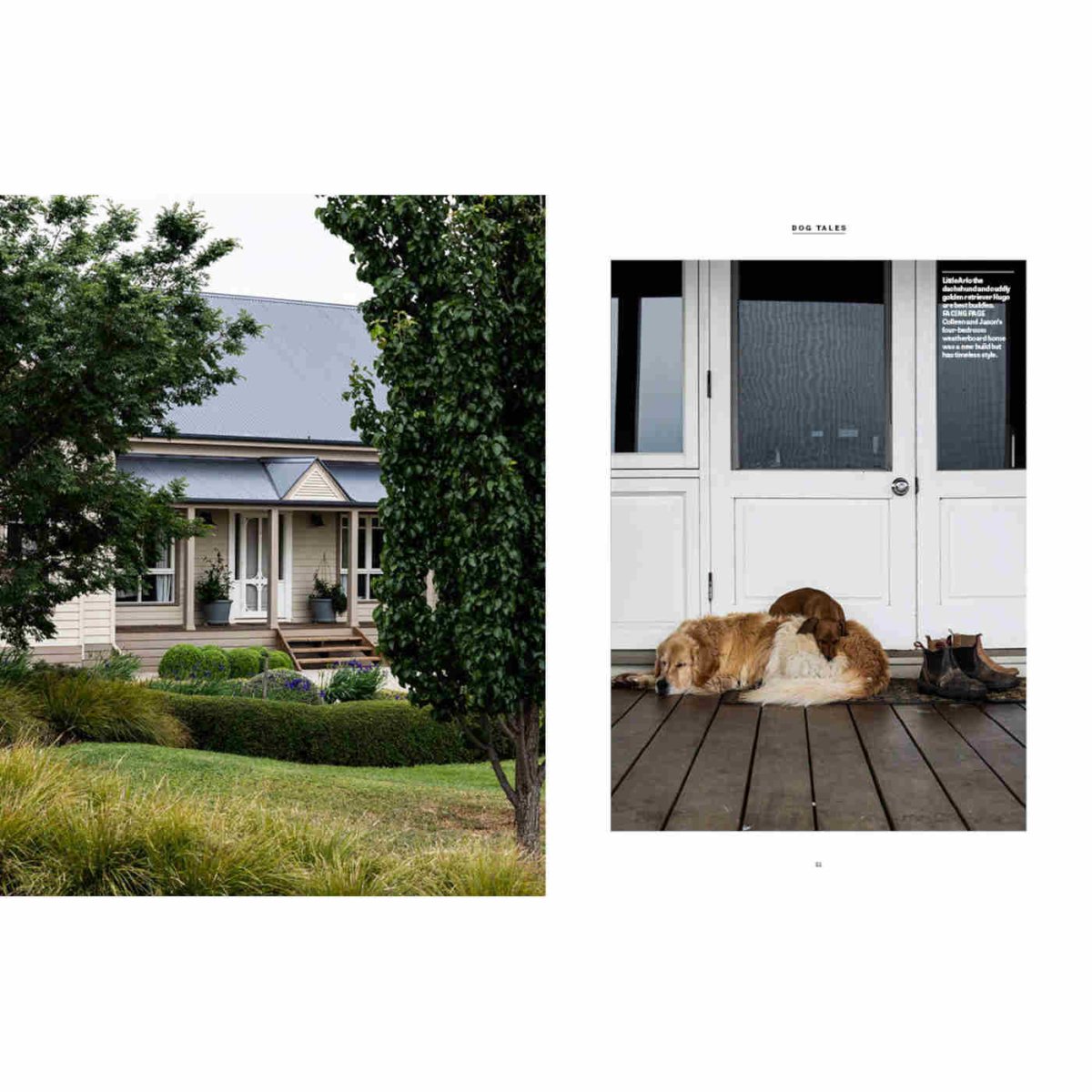 Country Dogs - Minimax