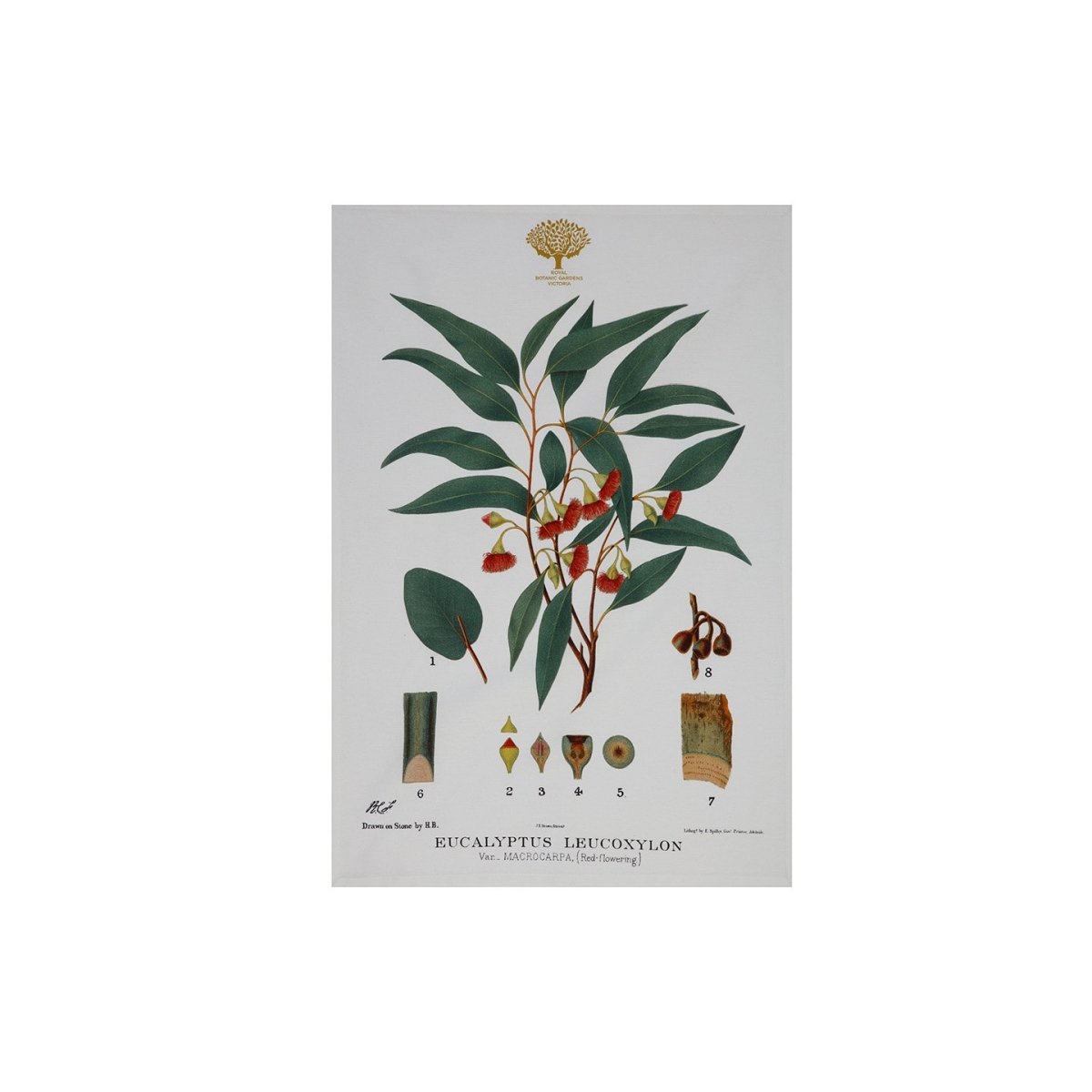 Rbg Tea Towel Flowering Gum - Minimax