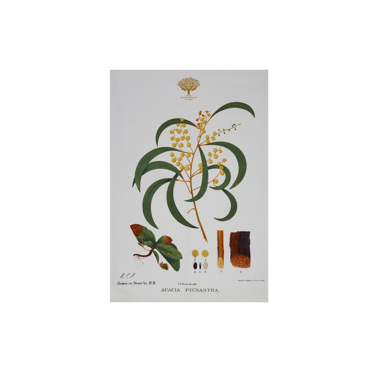 Royal Botanic Garden Tea Towel Wattle 50 x 70cm | Minimax
